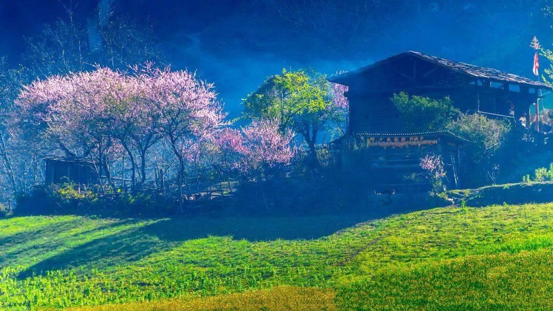 漂亮鹦鹉救援
